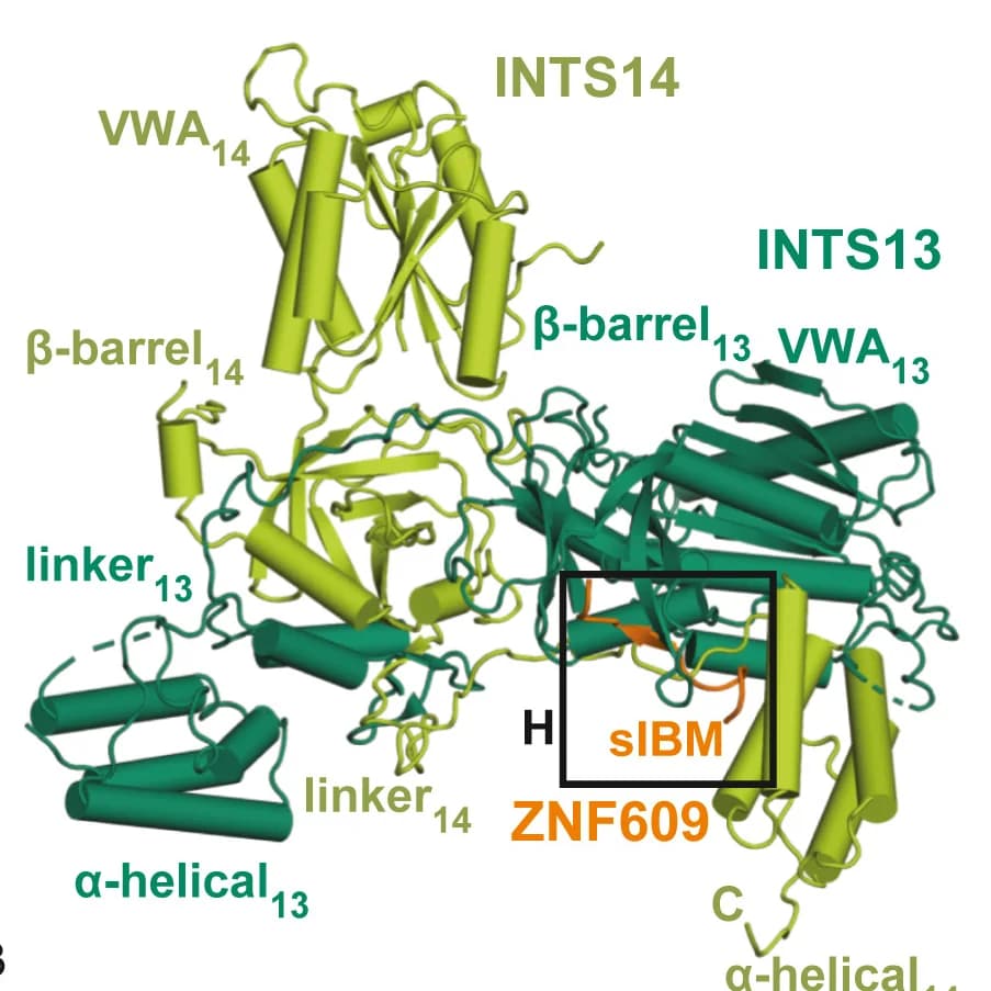 Open access visualization of Protein Structure, Crystal Structure, INTS13, INTS14, ZNF609 sIBM