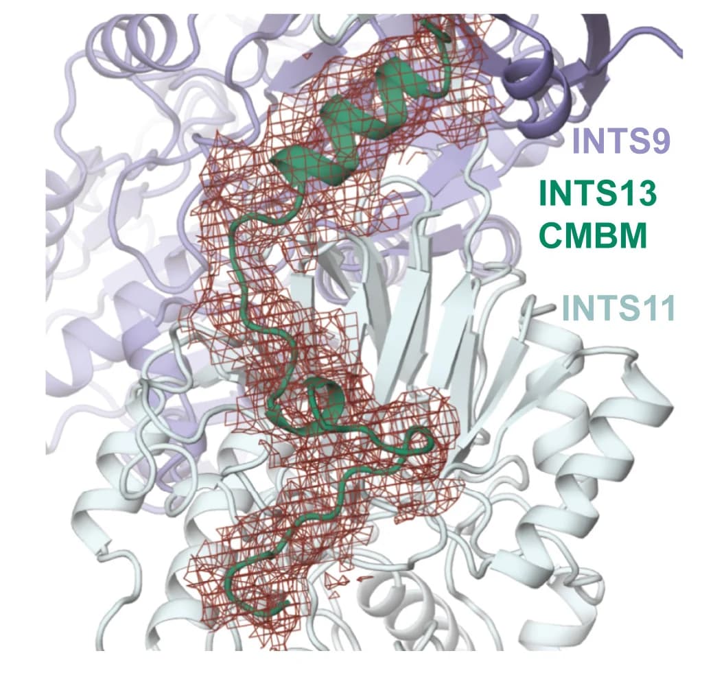Open access visualization of Protein Structure, Cryo-EM Map, Integrator, INTS13, CMBM Peptide