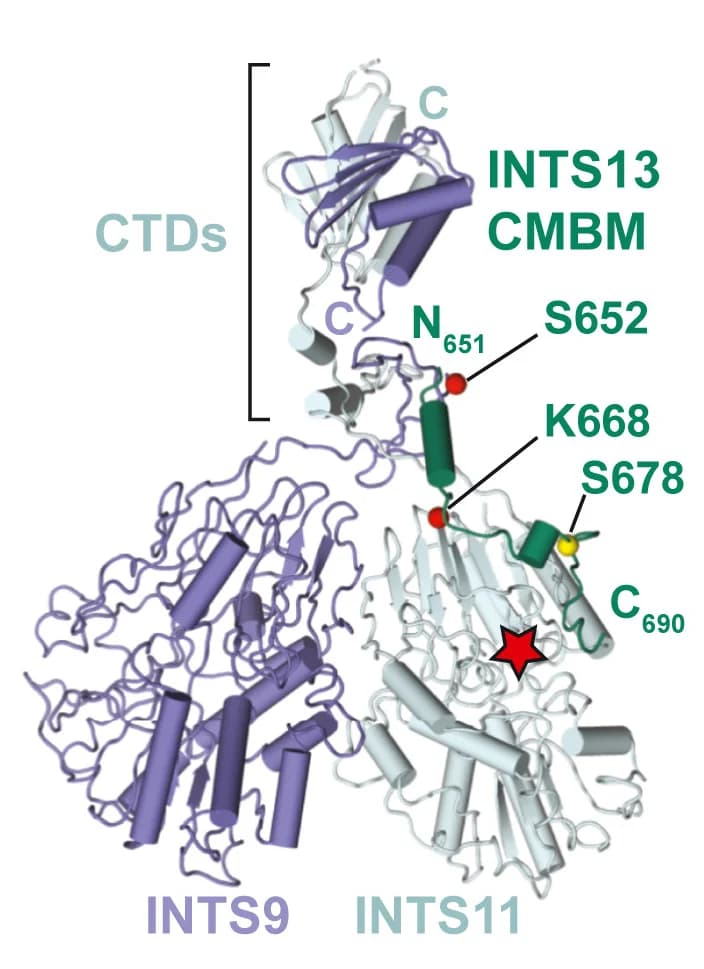 Open access visualization of Protein Structure, INTS9, INTS11, INTS13, CMBM