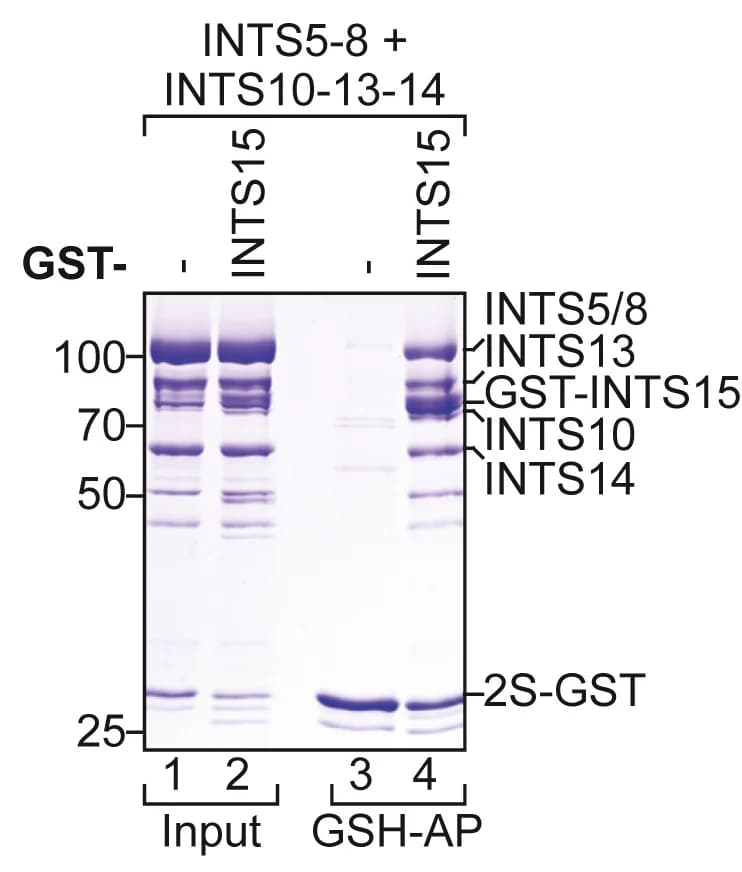 Open access visualization of Gel, Coomassie Stained SDS-PAGE, Co-APs, GST-INTS15, INTS5-8