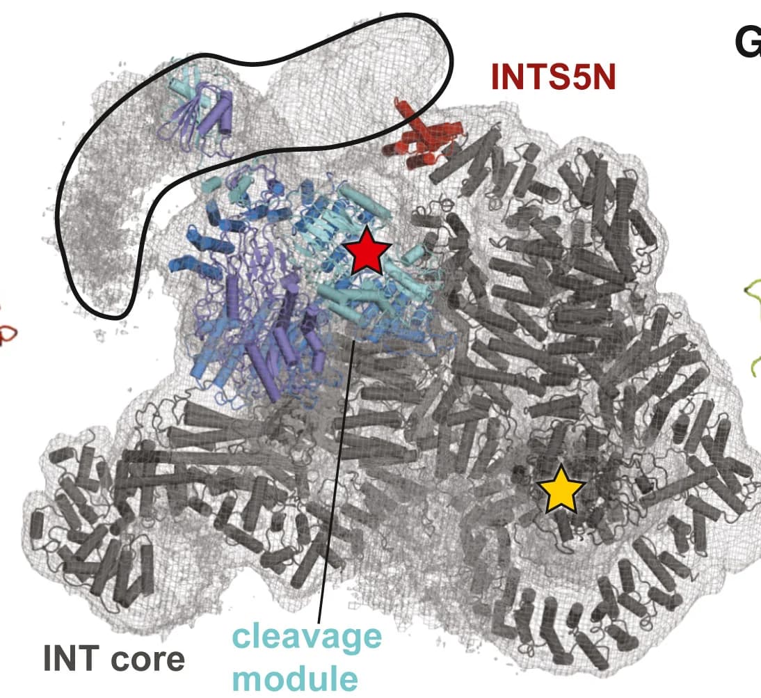 Open access visualization of Protein Structure, Cryo-EM Density, Integrator Complex, INTS1-2-5-6-7-8-PP2A, INTS4-9-11