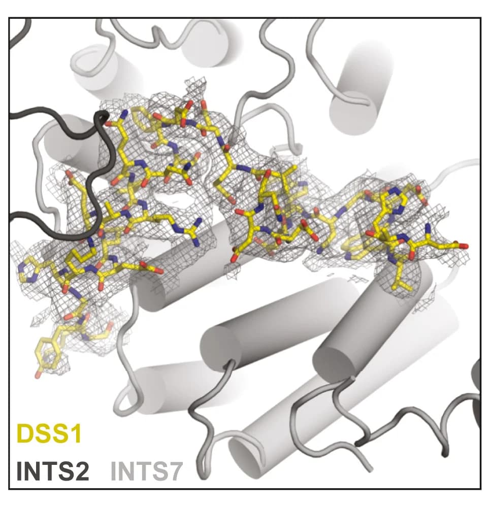 Open access visualization of Protein Structure, Chemical Structure, Cryo-EM Map, Integrator Structure, DSS1