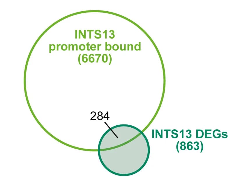 Open access visualization of Venn Diagram, DEGs, INTS13 Depletion, INTS13 Promoter