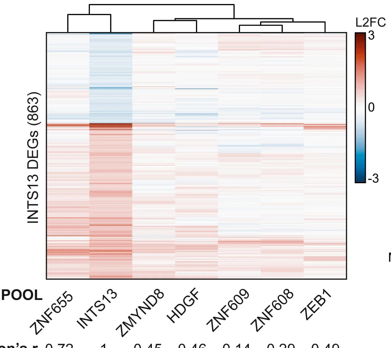 Open access visualization of Heatmap, Clustered, L2FC, DEGs, INTS13 Depletion