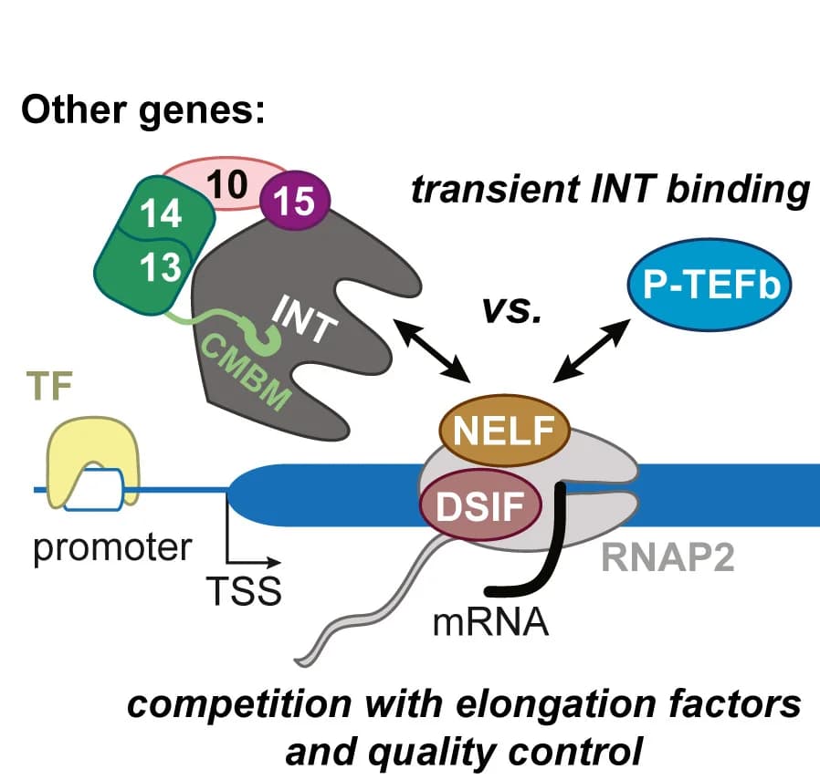 Open access visualization of Workflow, Illustration, Integrator, Elongation Factors, Quality Control