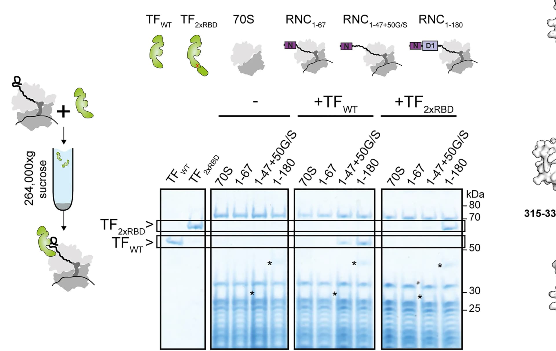 Open access visualization of Gel, Workflow, Illustration, Co-Sedimentation Assay, SDS-PAGE