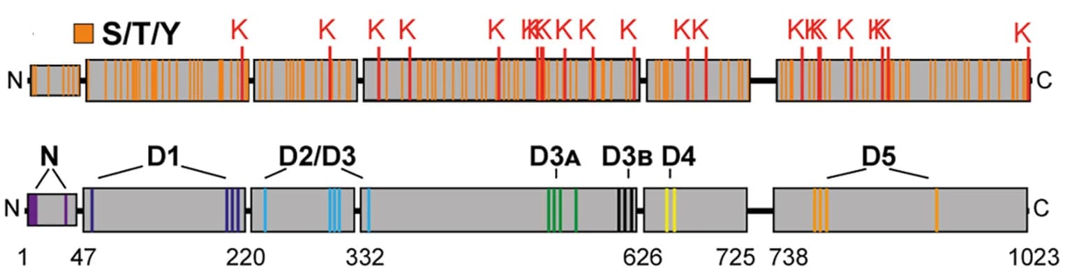 Open access visualization of Illustration, DSBU, Beta-Galactosidase, Lysine, Serine