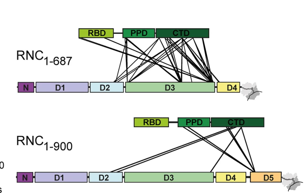 Open access visualization of Illustration, Workflow, Crosslinking, Transcription Factor, RNC1-687