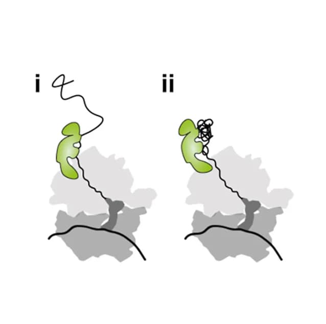 Open access visualization of Illustration, Transcription Factor, Binding Modes, Conformation