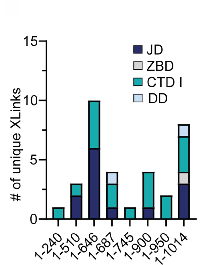 Open access visualization of Stacked Bar Plot, XL-MS, DnaJ:RNC Complexes, Crosslinks, DnaJ Domain