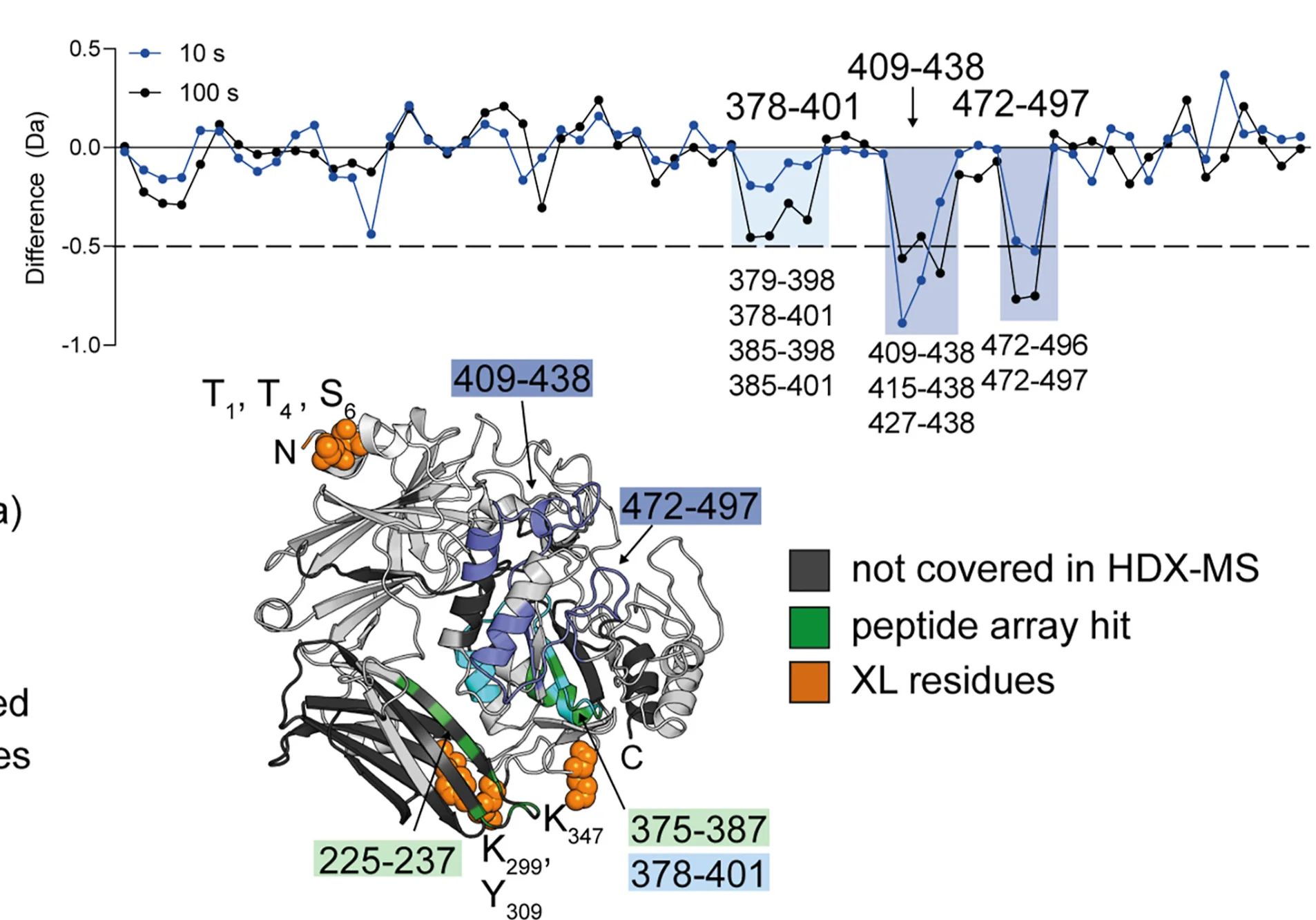 Open access visualization of Line Plot, Protein Structure, DnaJ Effect, NC1-646 Conformation, Deuterium Uptake