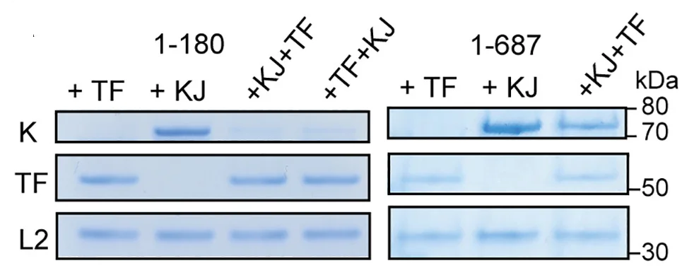Open access visualization of Gel, TF, DnaK, DnaJ, SDS-PAGE