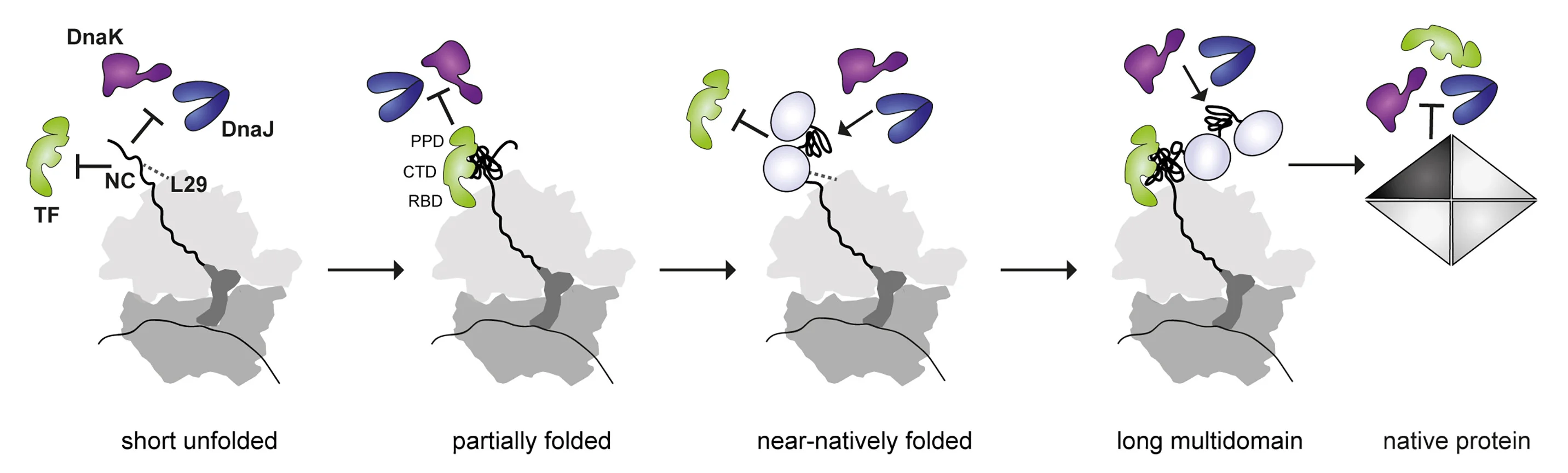 Open access visualization of Workflow, Illustration, Chaperone Coordination, Ribosome, Multidomain Protein Synthesis