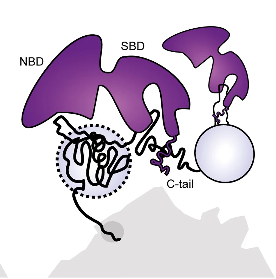 Open access visualization of Illustration, DnaK, RNCs, Hydrophobic Groove, Hydrophilic Groove