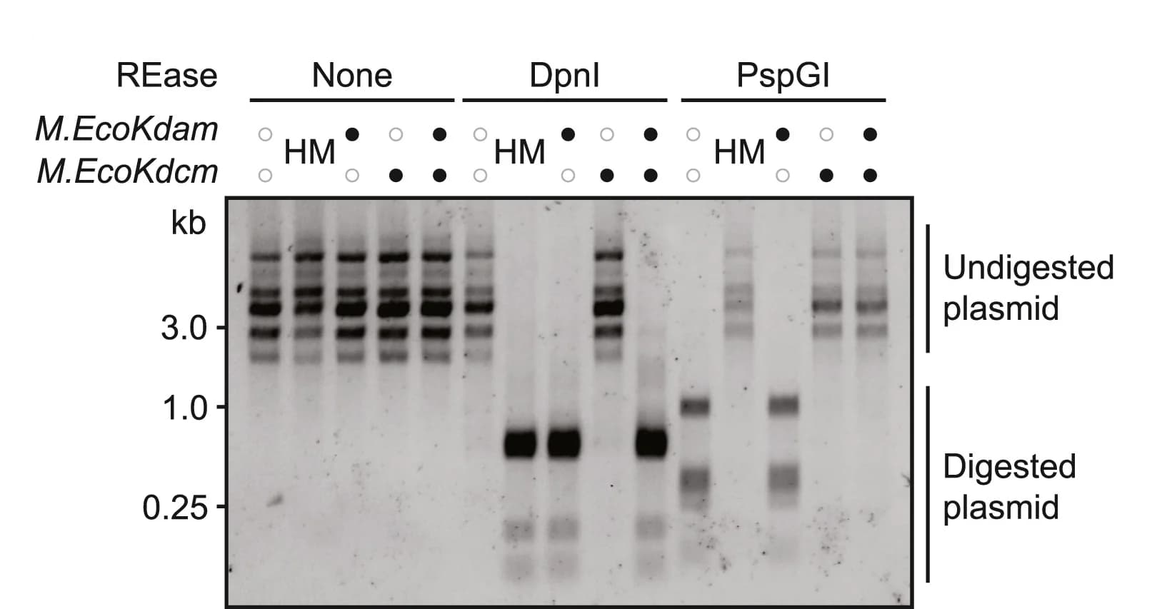 Open access visualization of Gel, Restriction Digestion, Plasmid pJV24, Dam, Dcm