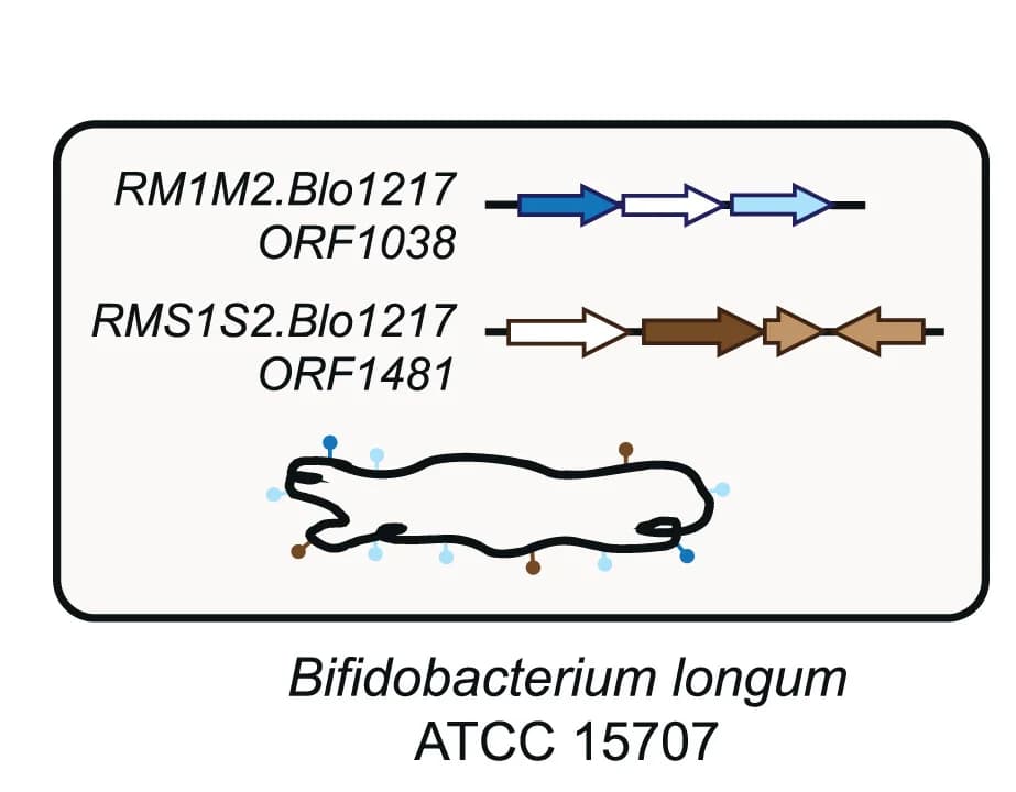 Open access visualization of Illustration, Workflow, R-M Systems, B. longum ATCC 15707