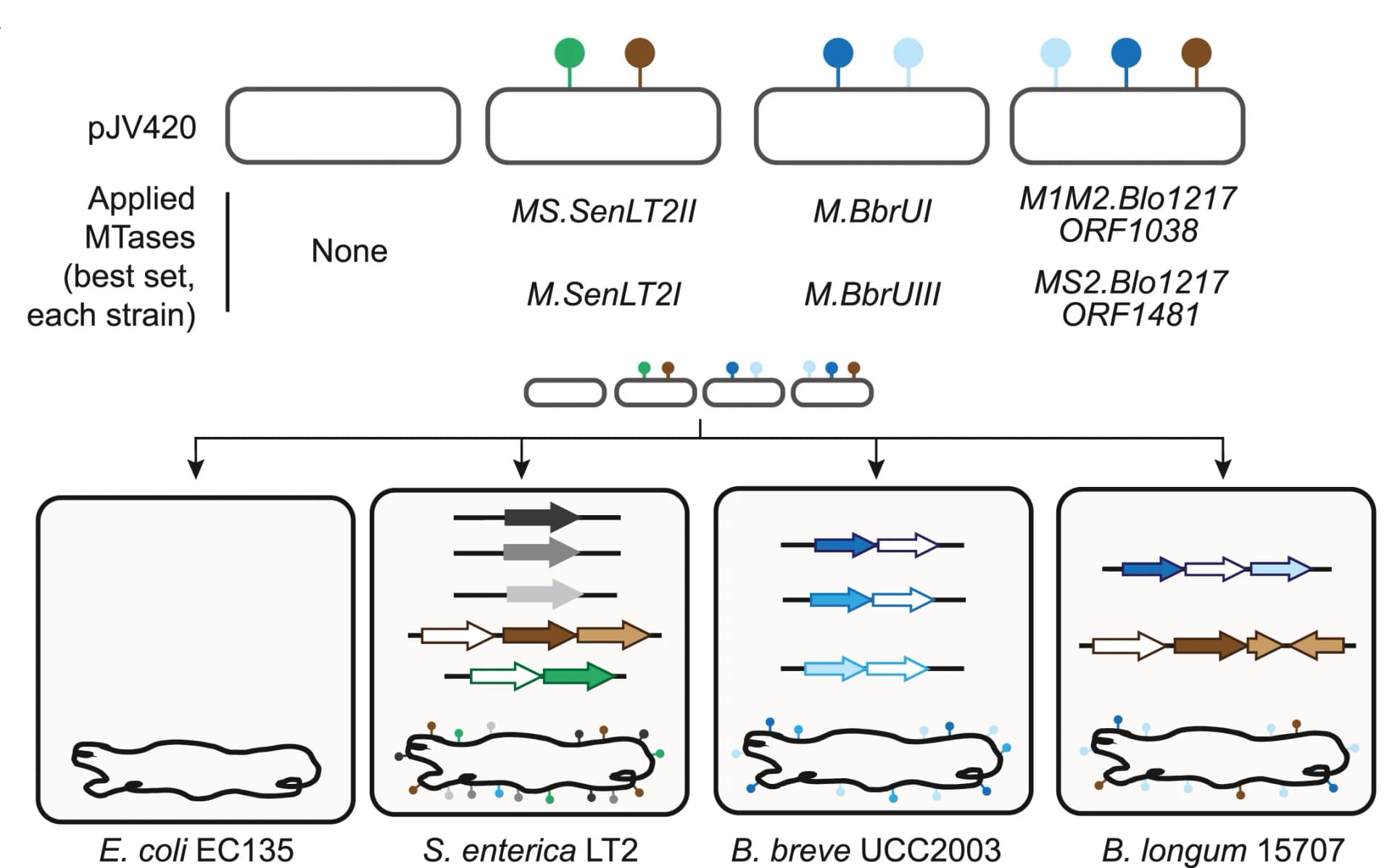 Open access visualization of Workflow, Flowchart, Illustration, MTase, Transformation efficiency