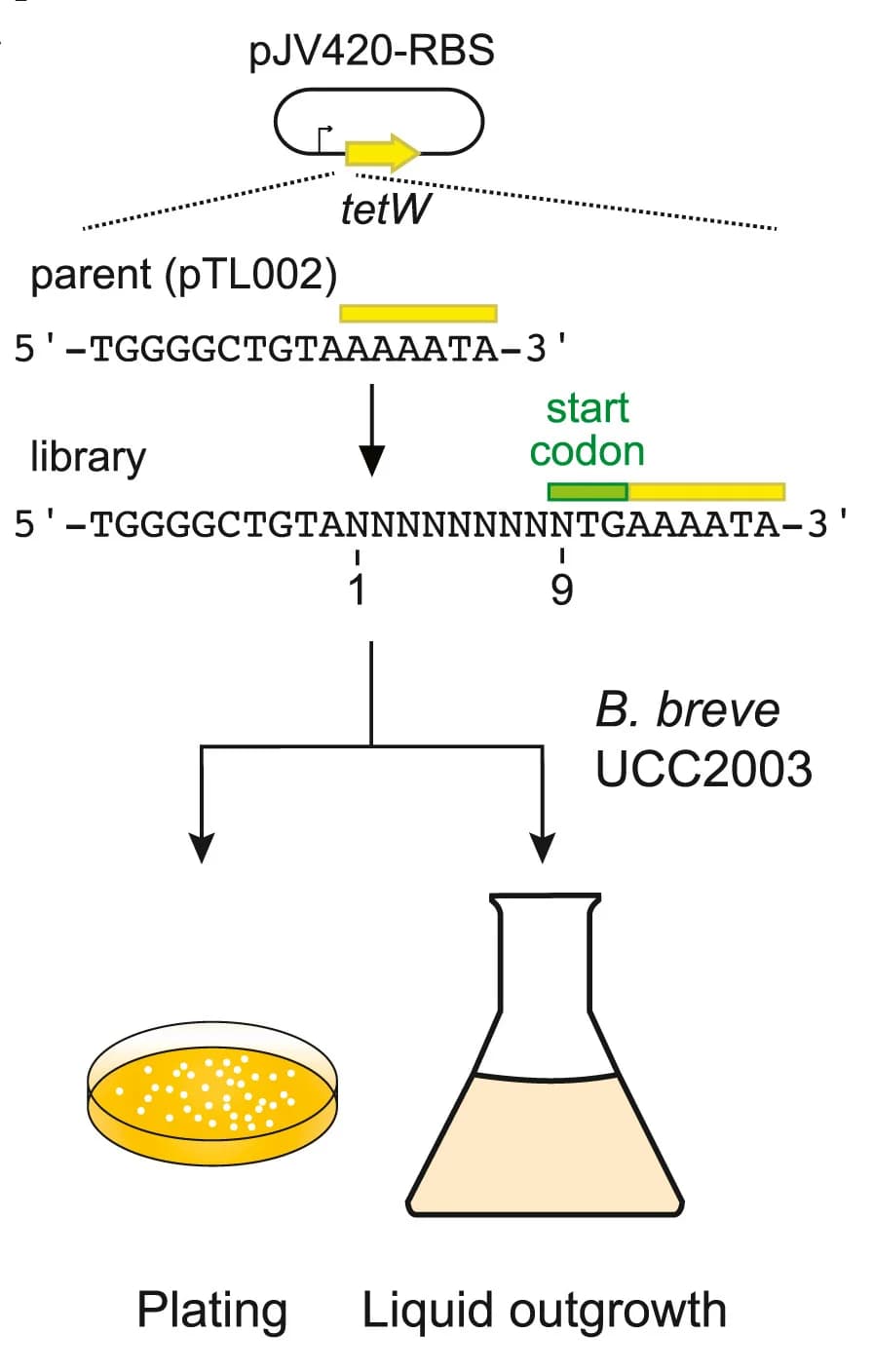 Open access visualization of Workflow, Illustration, Library Screen, Direct Plating, Liquid Outgrowth