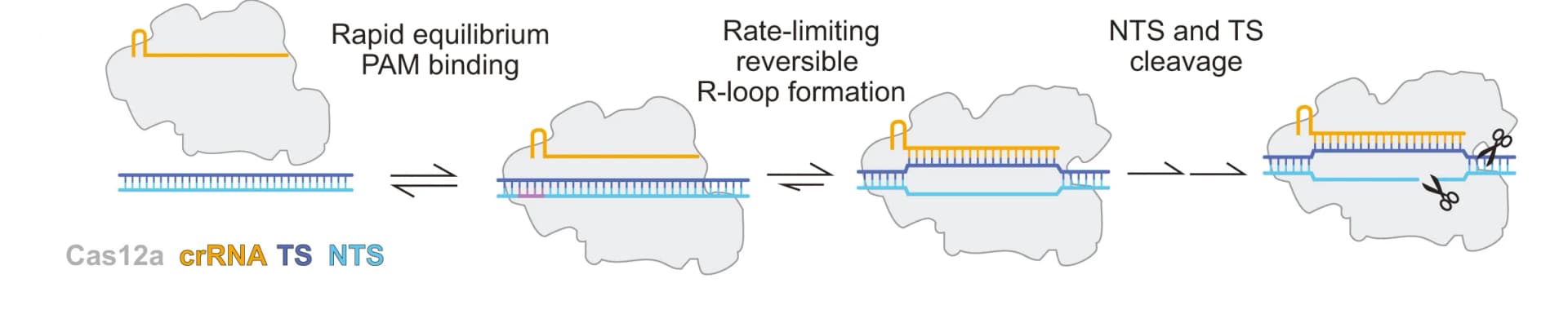 Open access visualization of Workflow, Illustration, Reaction Scheme, Cas12a, DNA Targeting