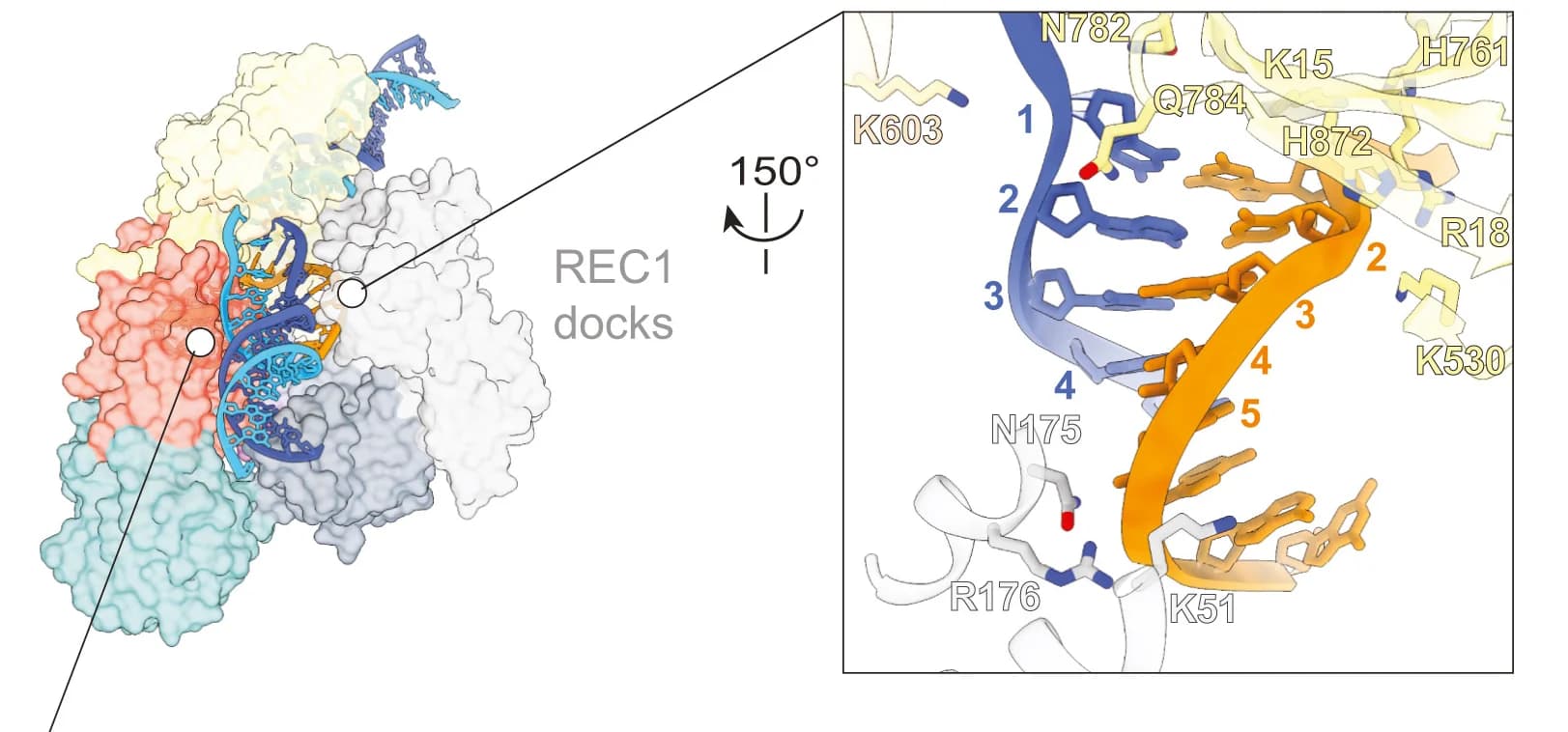Open access visualization of Protein Structure, Cas12a, R-loop, WED domain, REC1 domain