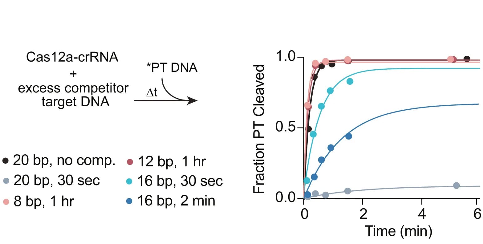 Open access visualization of Line Plot, Scatter Plot, Competition Cleavage Assay, R-loop, Cas12a