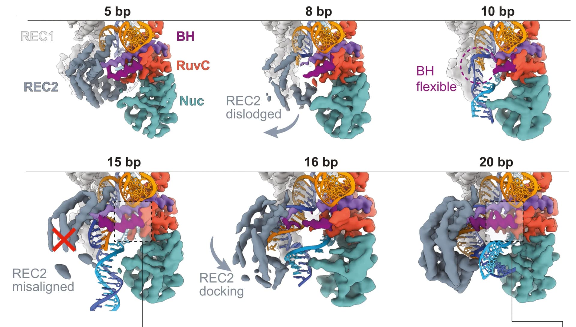 Open access visualization of Protein Structure, Chemical Structure, Cas12a, Protein Domains, Nucleic Acids