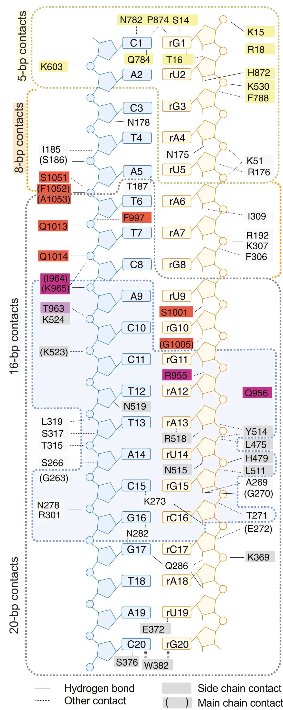 Open access visualization of Illustration, Workflow, R-loop, Amino Acids, BH Contacts