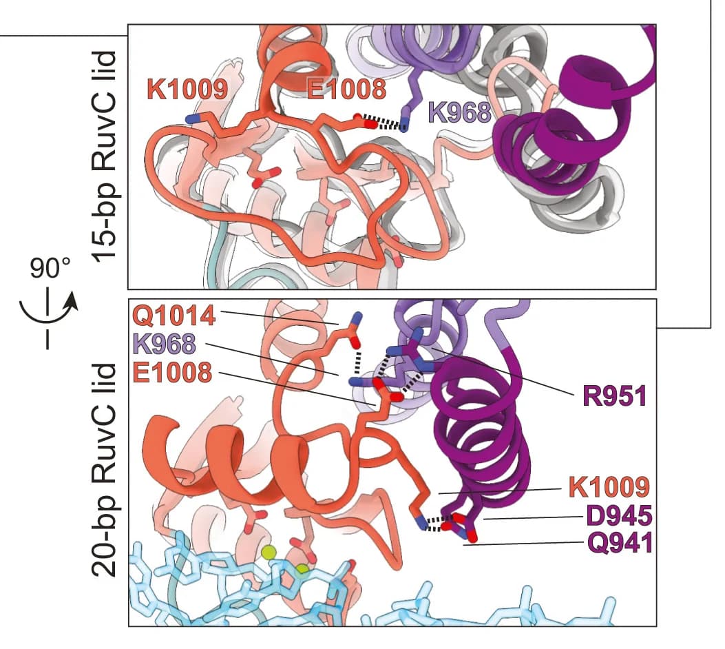 Open access visualization of Protein Structure, Chemical Structure, RuvC Lid, BH Domain, R-loop