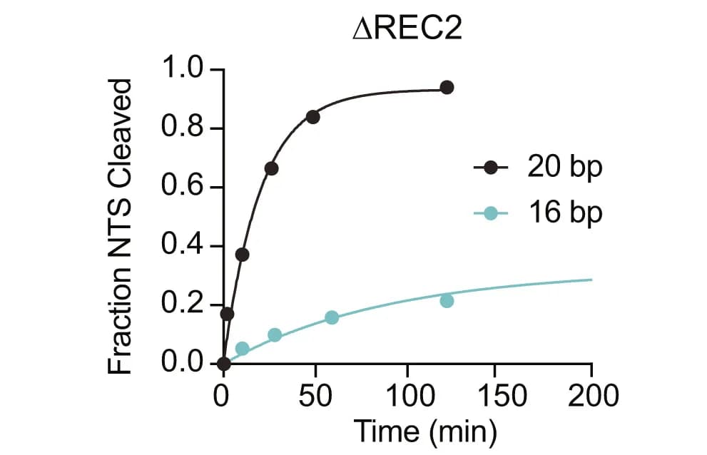 Open access visualization of Line Plot, Scatter Plot, NTS Cleavage, ΔREC2 Mutant
