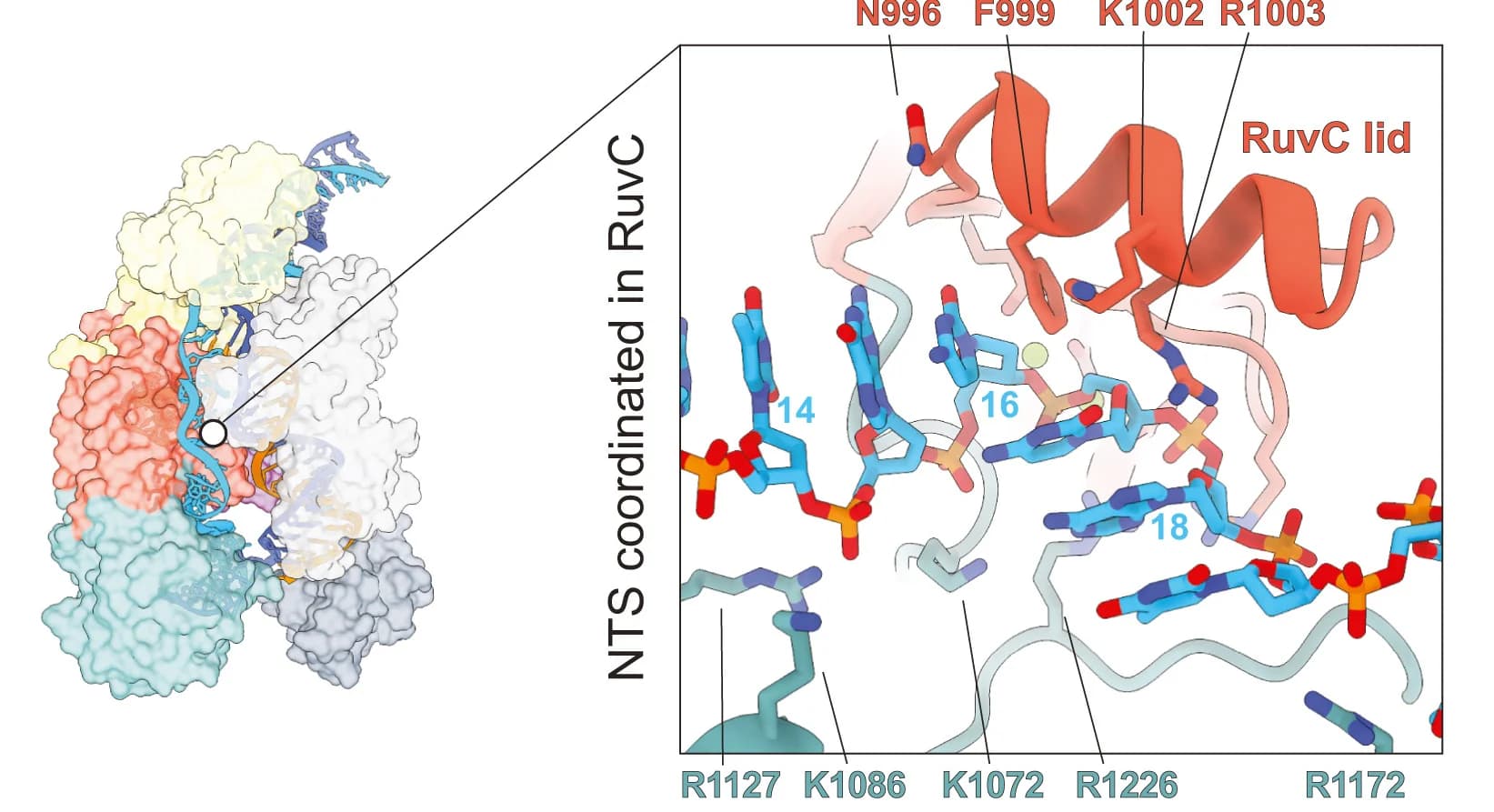 Open access visualization of Protein Structure, Chemical Structure, Cas12a, R-loop, NTS