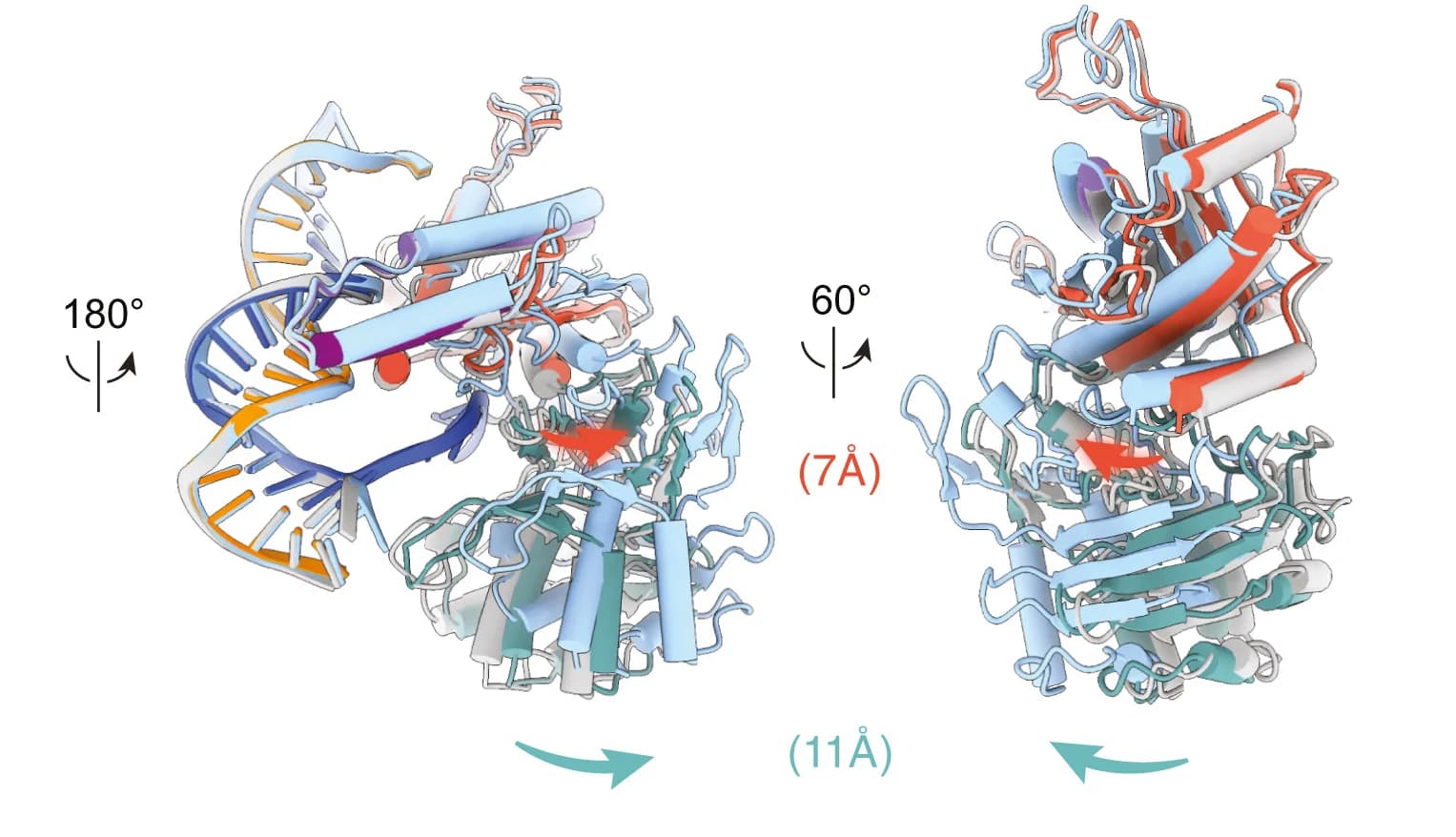 Open access visualization of Protein Structure, Protein Alignment, REC1, R-loop, NUC Lobe