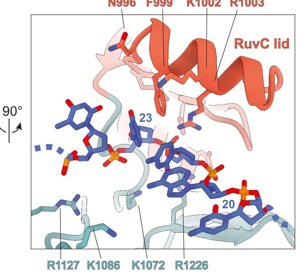 Open access visualization of Protein Structure, Chemical Structure, TS, RuvC Lid, NTS