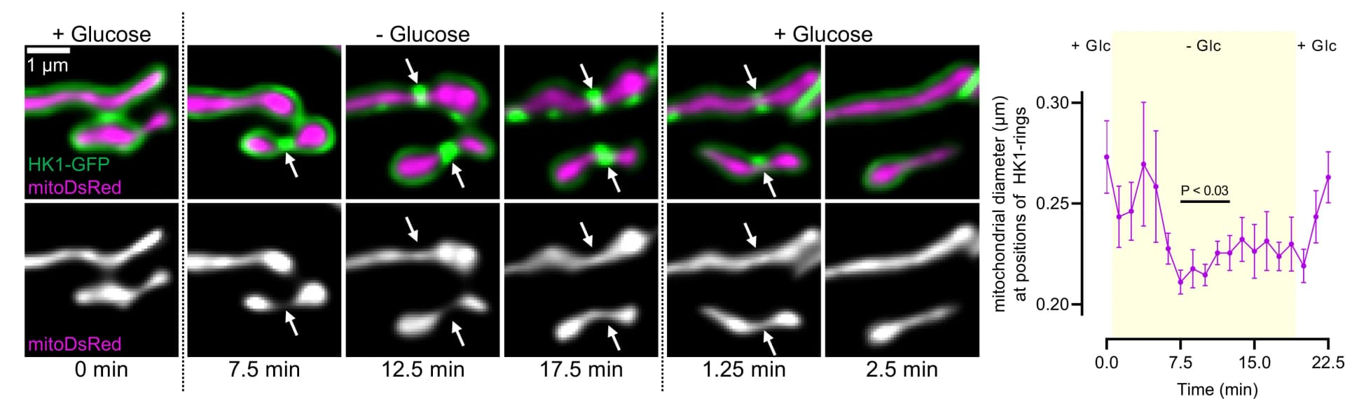 Open access visualization of Line Plot, Error Bars, Microscopy, HK1-rings, Mitochondria