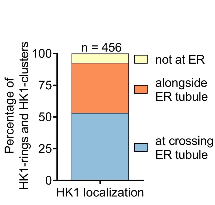 Open access visualization of Stacked Bar Plot, HK1-rings, HK1-clusters, Endoplasmic Reticulum, Bar Graph