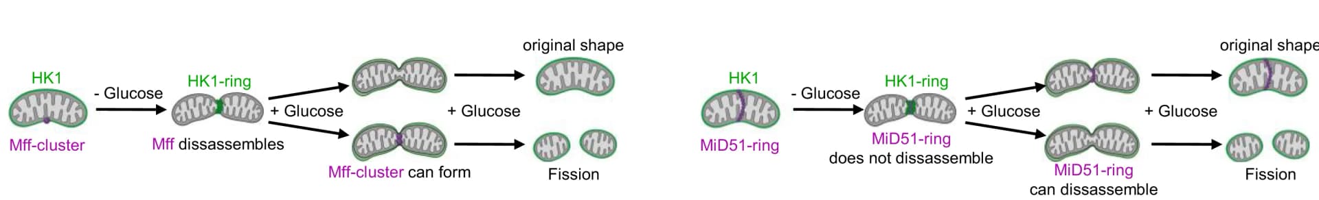 Open access visualization of Workflow, Illustration, HK1, Drp1 Receptors, Glucose Depletion
