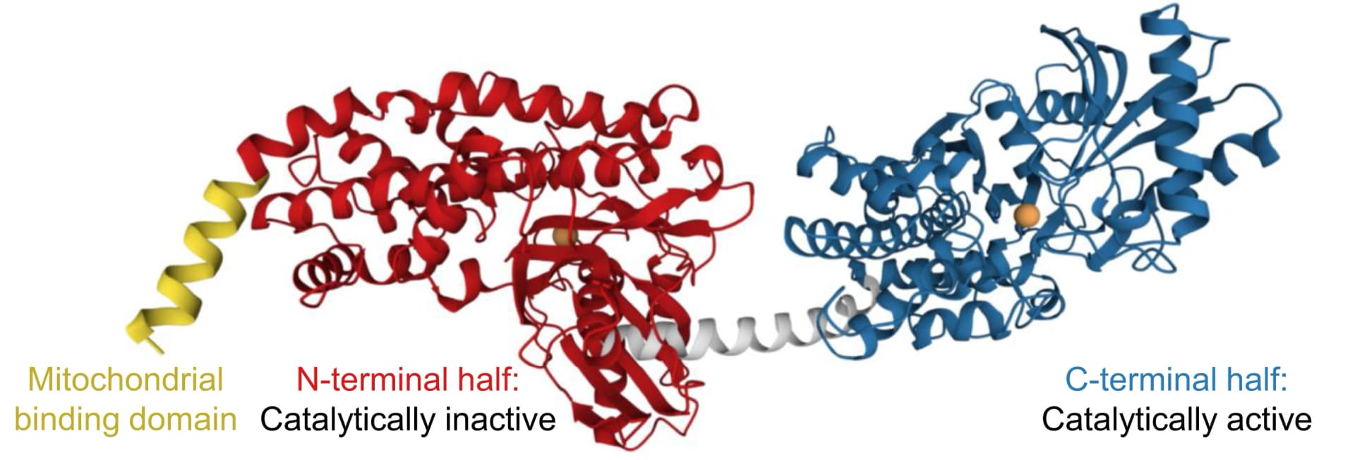 Open access visualization of Protein Structure, 3D Plot, X-Ray Structure, HK1, Mitochondrial Binding Domain