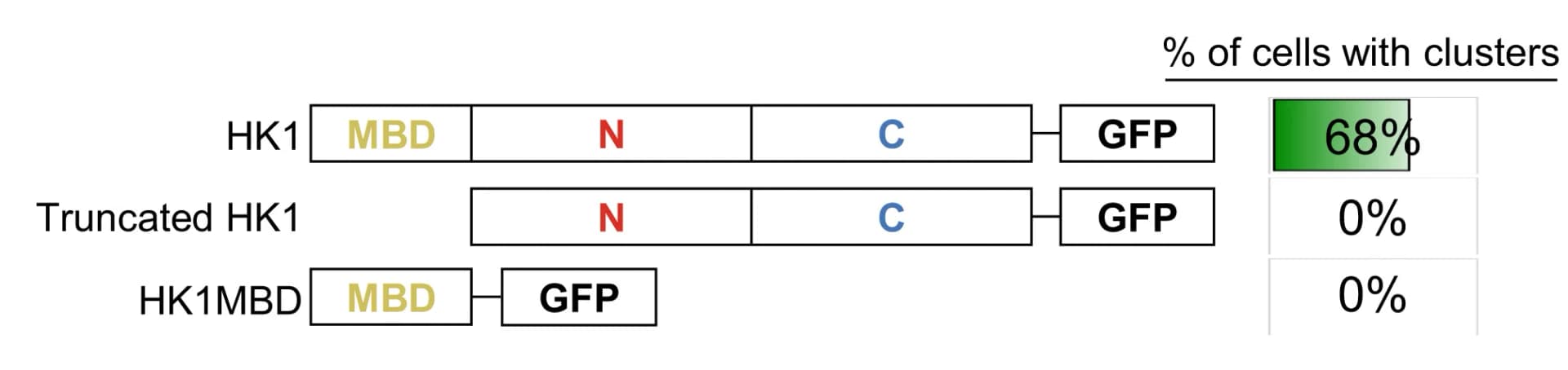 Open access visualization of Bar Plot, MBD, HK1-Clusters, Domain Organization, HK1