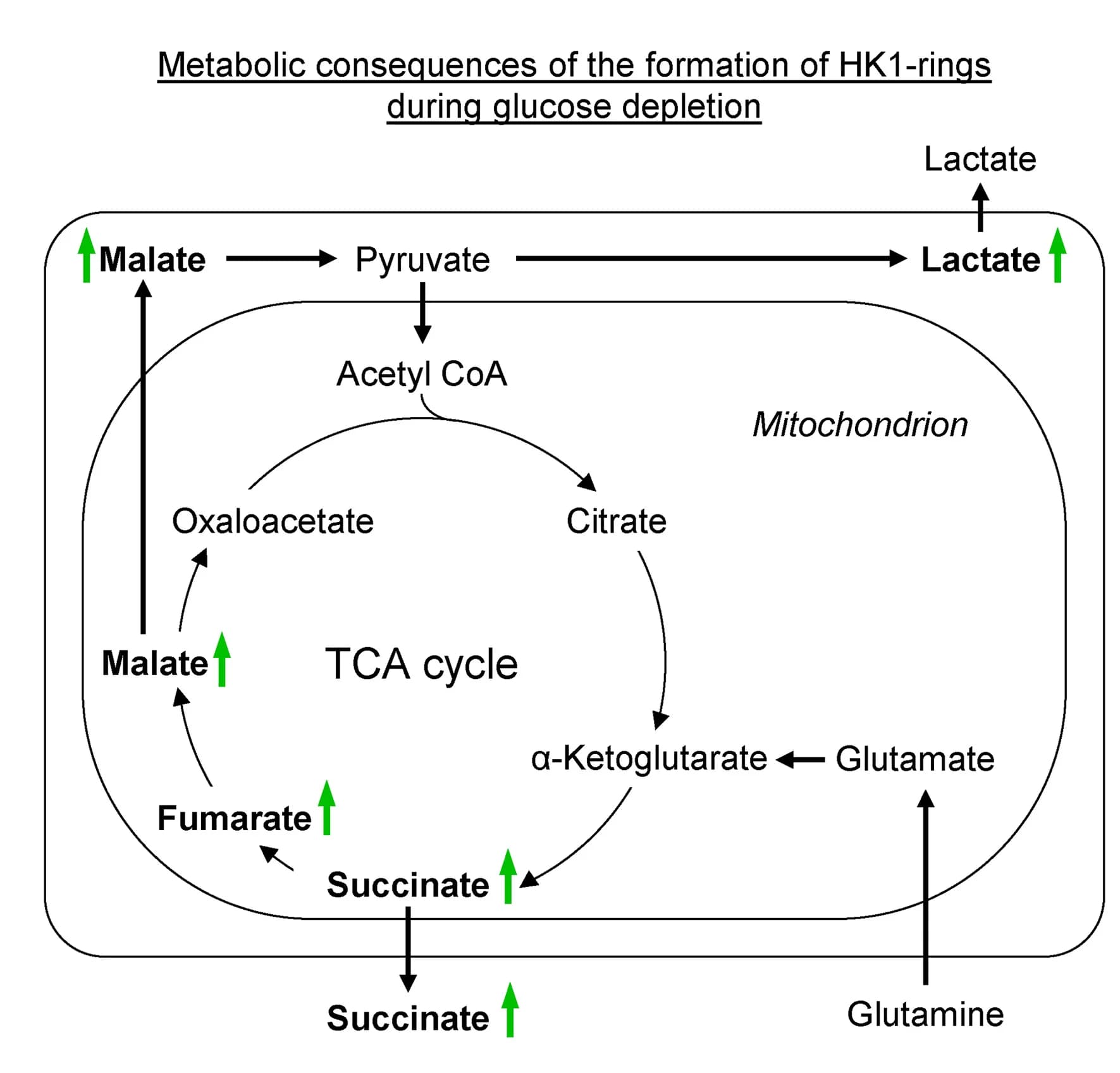 Open access visualization of Pathway, Workflow, Model, Cellular Metabolism, HK1-rings