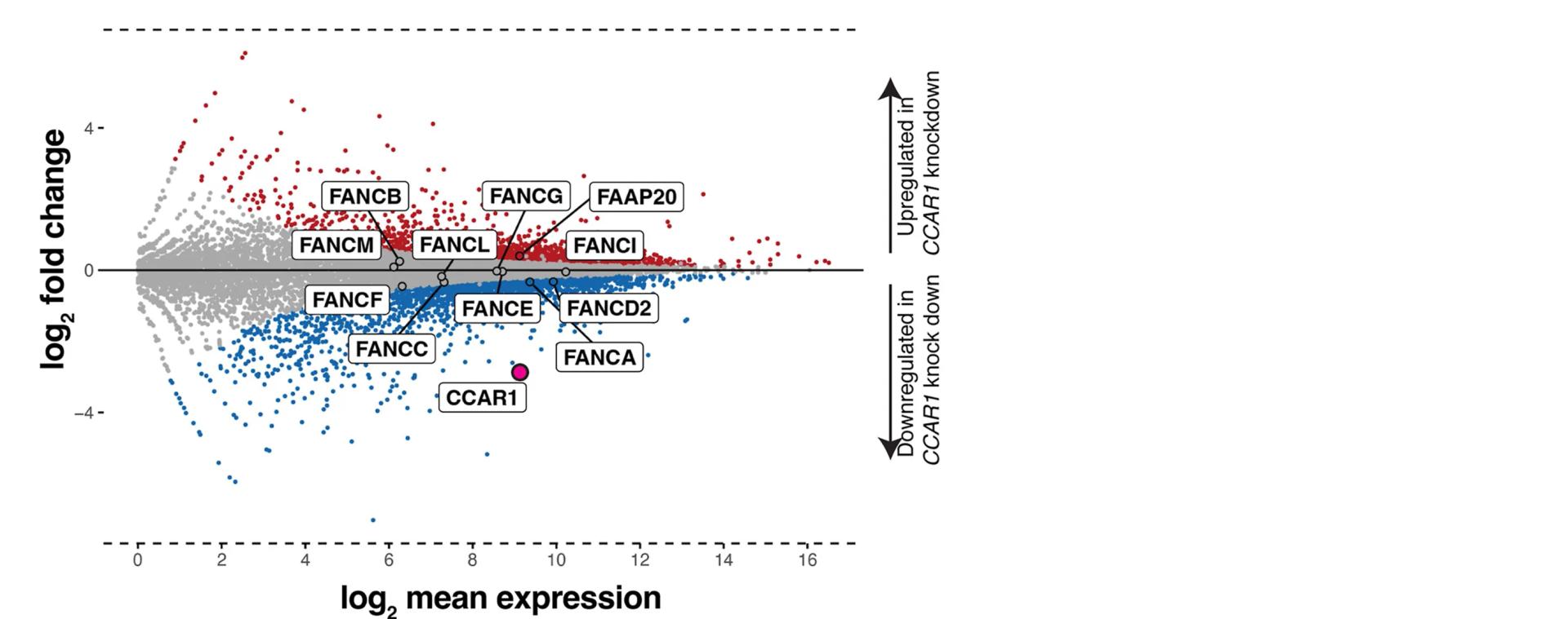 Open access visualization of Scatter Plot, Volcano Plot, RNA-seq, Transcriptional Changes, FA-Pathway Genes