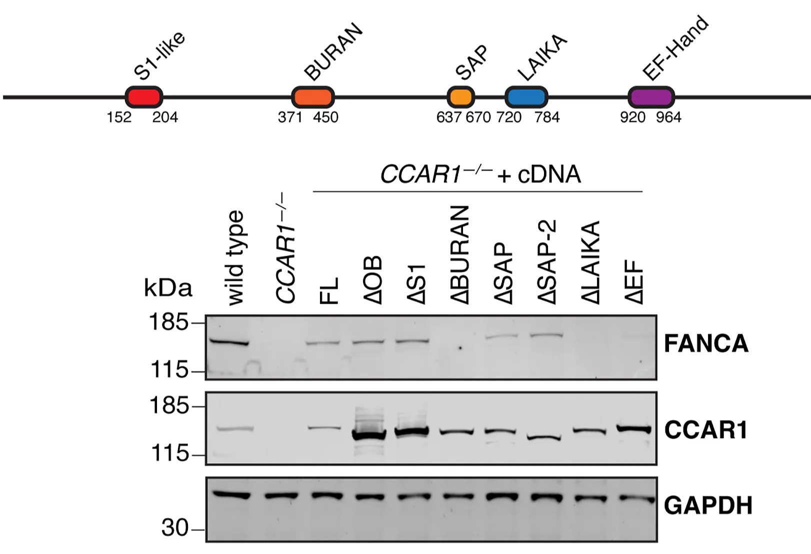 Open access visualization of Gel, Illustration, CCAR1, Protein Domains, Splicing
