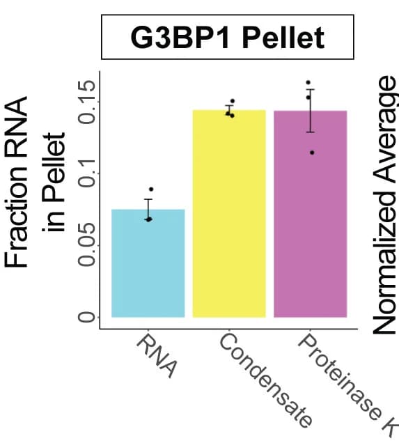 Open access visualization of Bar Plot, Error Bars, RNA, G3BP1::RNA Co-Condensates, PK-Treated Samples