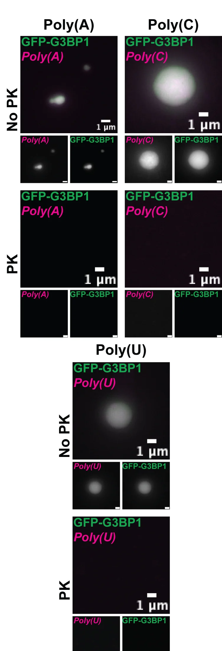 Open access visualization of Microscopy, G3BP1, RNA, Co-condensates, GFP-G3BP1