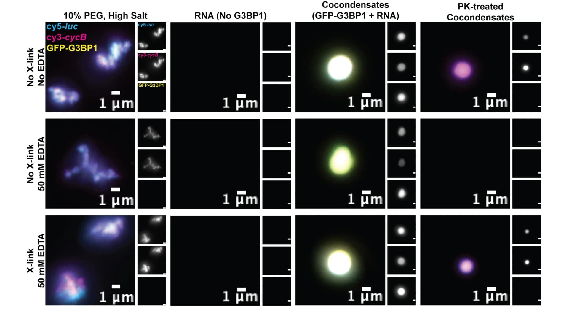 Open access visualization of Microscopy, Microscopic Images, PEG, NaCl, RNA