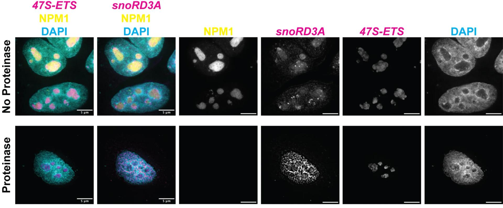 Open access visualization of Microscopy, U2OS Cells, EGFP-NPM1, smFISH, 47S-ETS1RNA