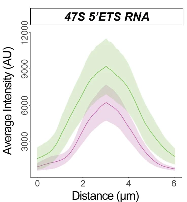 Open access visualization of Line Plot, Error Bars, Density Plot, 47S 5'ETS1, Nucleoli