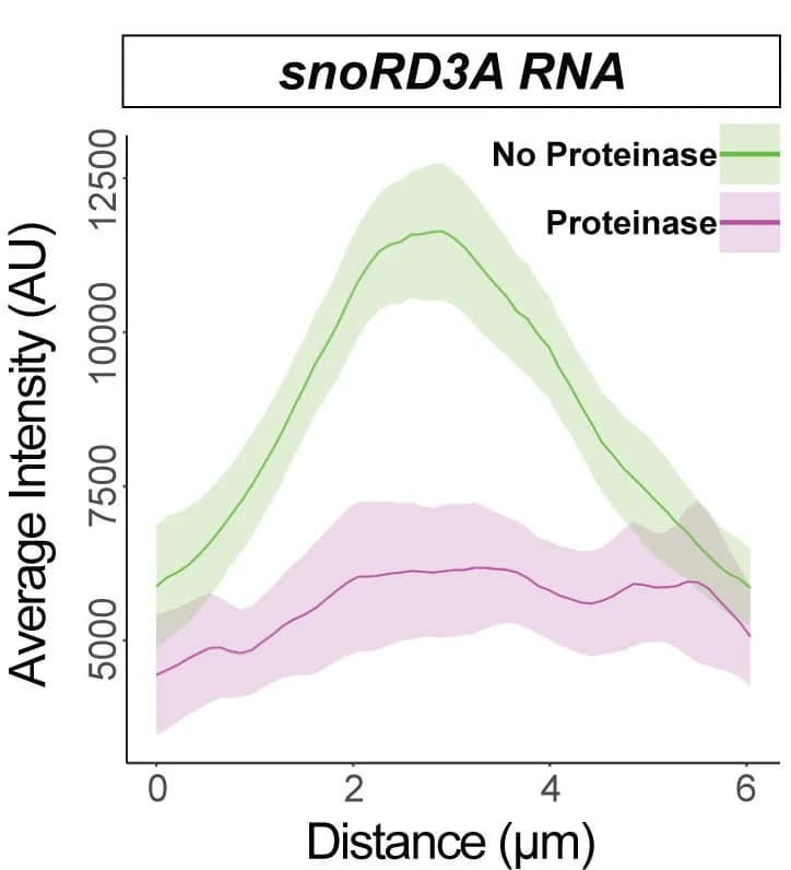 Open access visualization of Line Plot, Error Bars, snoRD3A, Nucleoli, Proteinase K