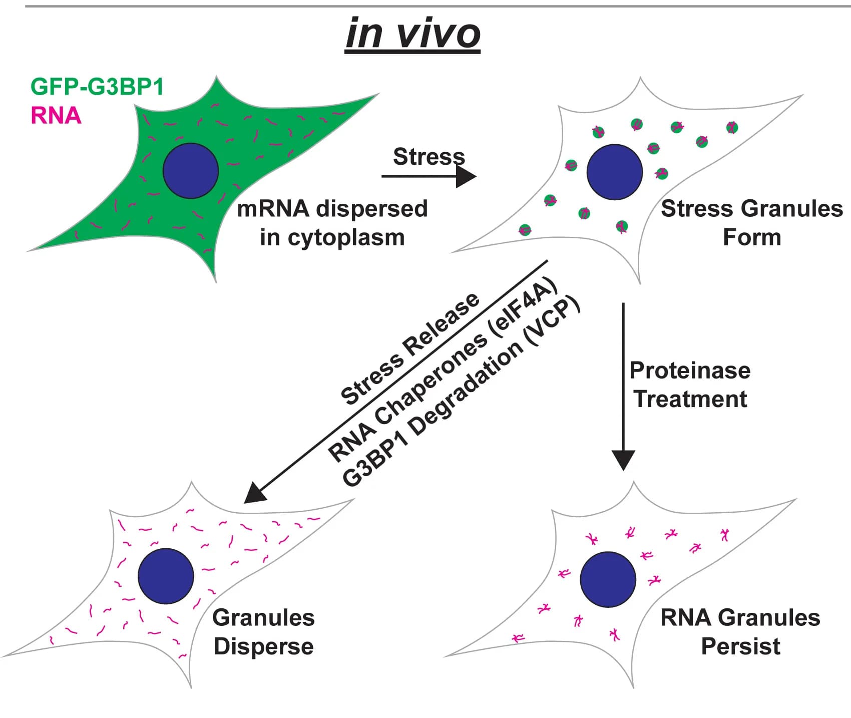 Open access visualization of Workflow, Flowchart, Illustration, G3BP1, RNA