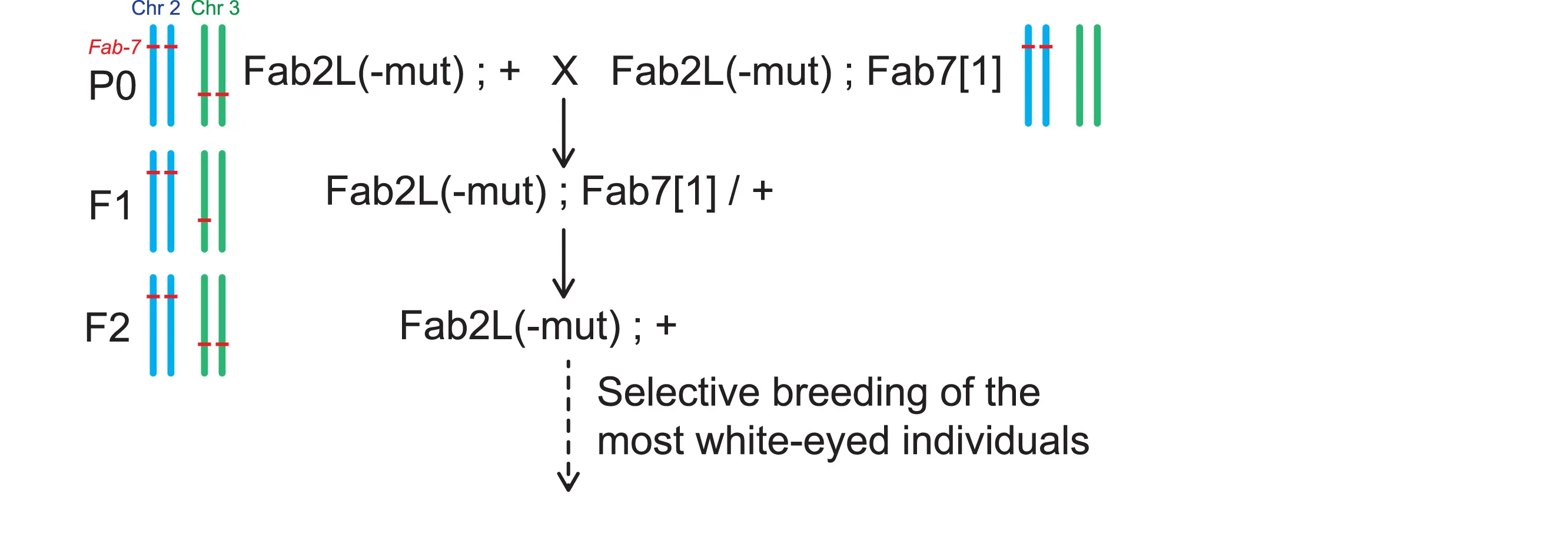 Open access visualization of Workflow, Flowchart, Illustration, Crossing Scheme, TEI