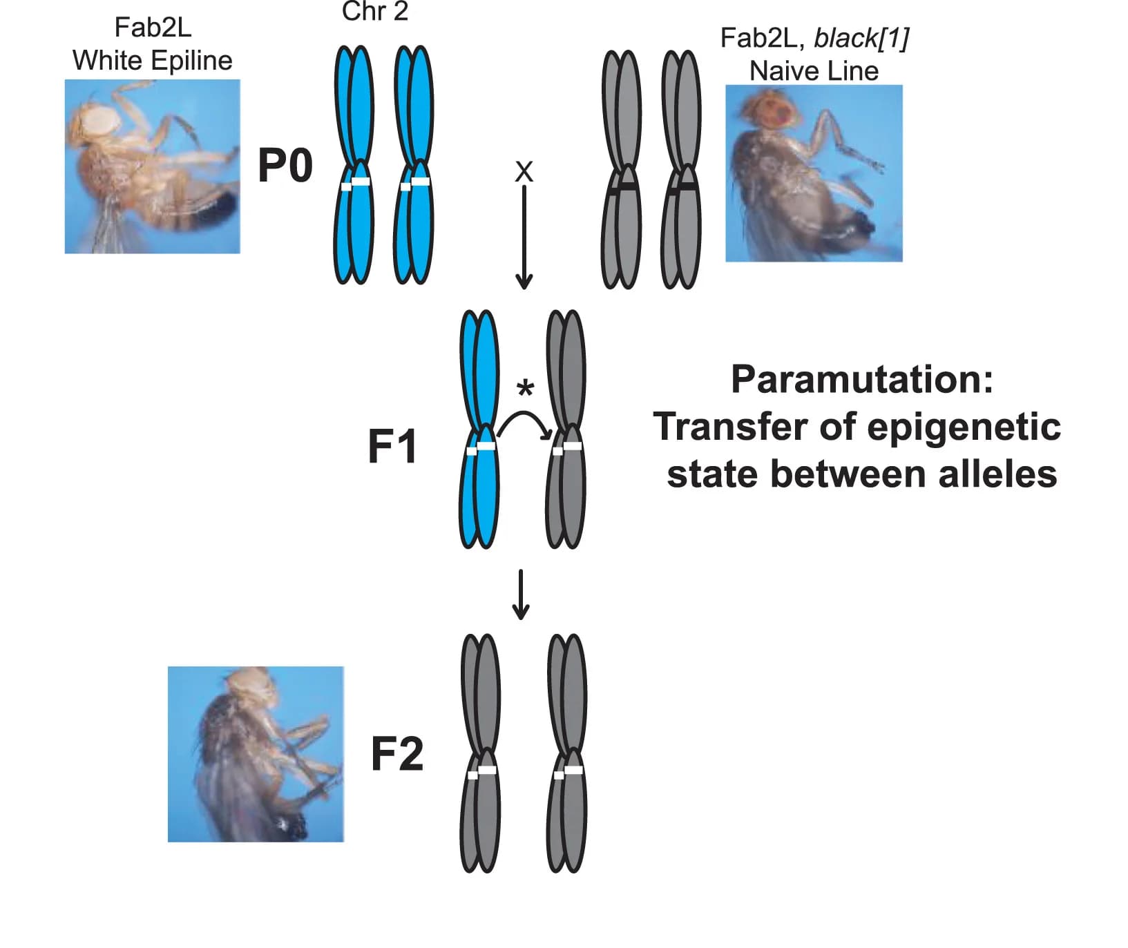 Open access visualization of Workflow, Illustration, Photo, Paramutation, Epigenetics