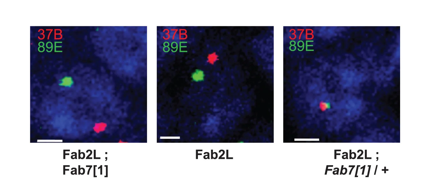Open access visualization of Microscopy, FISH, Embryonic Nuclei, Genotypes, DAPI